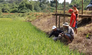 Khi đồng bào M’Nông học nghề trồng lúa nước