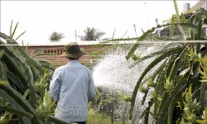 Lâm Đồng khẩn trương khôi phục sản xuất nông nghiệp sau mưa lũ