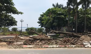 Vì sao chuyển một loạt cây hoa sữa lên trồng ở vùng đệm bãi rác Nam Sơn?