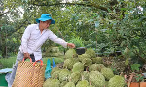 Phát triển vườn cây ăn quả chuyên canh ở vùng sinh thái
