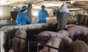 Kêu gọi doanh nghiệp chăn nuôi chung tay bình ổn giá thịt lợn