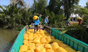 Sóc Trăng thu hoạch lúa Đông Xuân lợi nhuận không cao