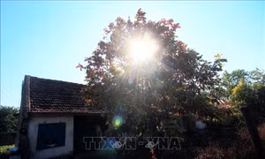 Mùng 1 Tết, bức xạ của tia cực tím gây hại ở ngưỡng cao đến rất cao