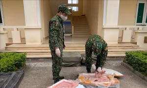 Liên tiếp thu giữ nhiều gà giống và nầm lợn nhập lậu