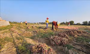 Phát triển vùng hành tím theo hướng xuất khẩu