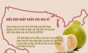 Bưởi trở thành trái cây thứ 7 của Việt Nam nhập khẩu vào Hoa Kỳ