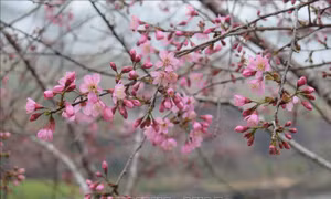 Mai Anh Đào 'nhuộm hồng' Măng Đen