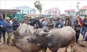 Chợ trâu bò lớn nhất Đông Nam Á giao dịch phiên cuối cùng của năm cũ