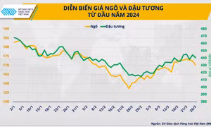 Thị trường nông sản chờ đón gì trước 2 báo cáo quan trọng của Bộ Nông nghiệp Mỹ?