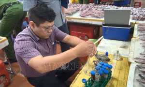 Giữ hình ảnh 'tôm sạch Việt Nam'