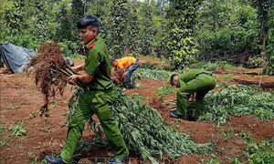 Khẩn trương điều tra, xử lý vụ trồng cần sa lớn nhất từ trước đến nay tại Đắk Lắk