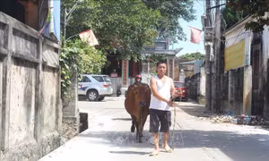 Hết ngập, các huyện ngoại thành Hà Nội nhanh chóng khôi phục sản xuất
