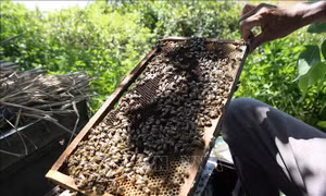 Mùa mật ngọt từ rừng hoa sú vẹt