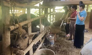 Đồng hành cùng phụ nữ vượt khó làm giàu