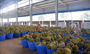Xúc tiến thương mại ngành hàng sầu riêng