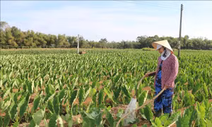 Những đổi thay trên vùng đất khó
