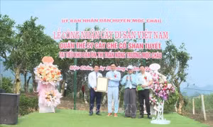 Công nhận quần thể 57 cây chè cổ Shan tuyết ở Mộc Châu là cây di sản Việt Nam