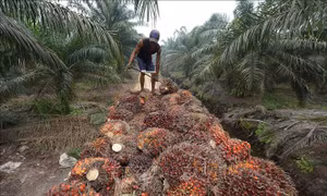 Indonesia: Siết kiểm soát xuất khẩu than đá, dầu cọ, hợp kim chứa sắt