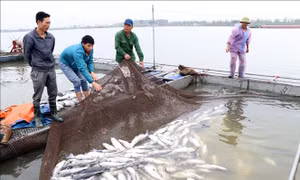 Hơn 100 tấn cá lồng chết trắng sau khi dòng nước đen chảy qua khu vực nuôi