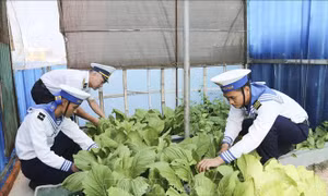 Trường Sa - sức sống nơi tiền tiêu Tổ quốc - Bài 2: Những mầm xanh giữa trùng khơi
