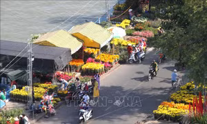 Xuân về bên dòng Cổ Chiên