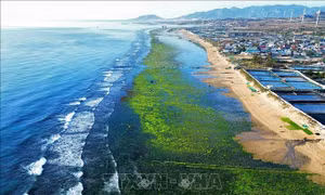 Vẻ đẹp cánh đồng rong biển ở Ninh Thuận