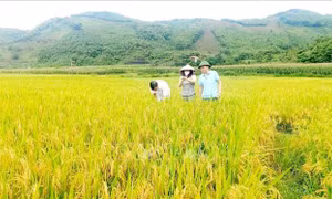 Mở hướng mới trong canh tác giống lúa chất lượng cao