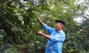 Triển vọng mới phát triển kinh tế cho đồng bào vùng cao