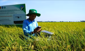 Chuỗi liên kết 'xanh' mở đường cho thương hiệu gạo Việt