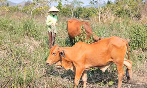 Nỗ lực giảm nghèo ở hai huyện miền núi của Khánh Hòa