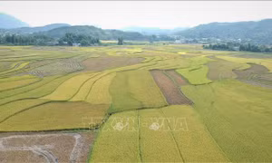 Mùa vàng trên cánh đồng Mường Than