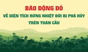 Báo động đỏ về diện tích rừng nhiệt đới bị phá hủy trên toàn cầu