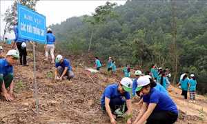 Tỉnh Hòa Bình phấn đấu trồng hơn 300.000 cây xanh năm 2021