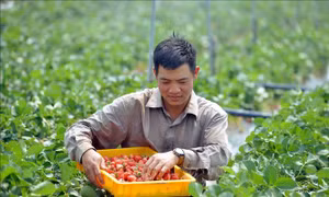 Truyền cảm hứng cho nhiều thanh niên phát triển kinh tế