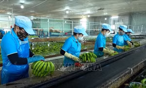 Minh bạch dữ liệu, nông sản rộng cửa xuất khẩu