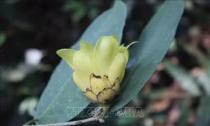 Phát triển 3 loài thực vật quý tại Pù Luông