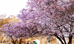  Hoa Anh đào níu chân du khách tại 'Vườn thế giới' ở Berlin