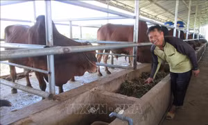 Nuôi bò vỗ béo chuyên nghiệp cho hiệu quả kinh tế cao