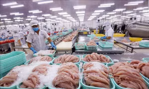 Sản xuất cần điều chỉnh để phù hợp với quy định của thị trường xuất khẩu