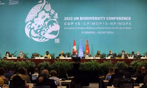 COP15: Thêm 6 nước cam kết tăng hỗ trợ tài chính để bảo tồn hệ sinh thái