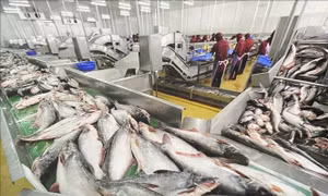 Đồng Tháp: Giá trị sản xuất cá tra đạt hơn 8.800 tỷ đồng