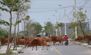 Đà Nẵng: Hàng trăm con bò thả rông giữa khu đô thị sinh thái