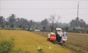 Nông dân Tiền Giang thu lợi nhuận khá vụ lúa Thu Đông 