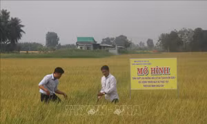 Tiền Giang trồng lúa hữu cơ theo quy định châu Âu