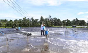 Giảm phát thải khí nhà kính trên nuôi tôm thẻ chân trắng thâm canh