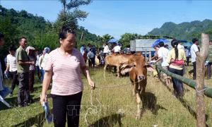 Vẫn còn khoảng cách nghèo giữa các vùng miền và các nhóm dân tộc