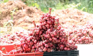 'Thủ phủ' hành tím Vĩnh Châu đột phá từ giống mới