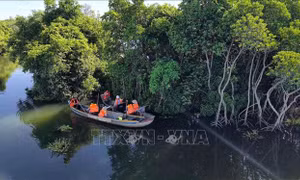 Quảng Ngãi giữ màu xanh rừng ngập mặn, phát triển sinh kế bền vững