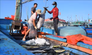 Những chuyến biển xuyên Tết trở về thắng lợi