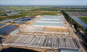 Cần sớm kiểm tra, xử lý ô nhiễm môi trường của trại nuôi lợn giống